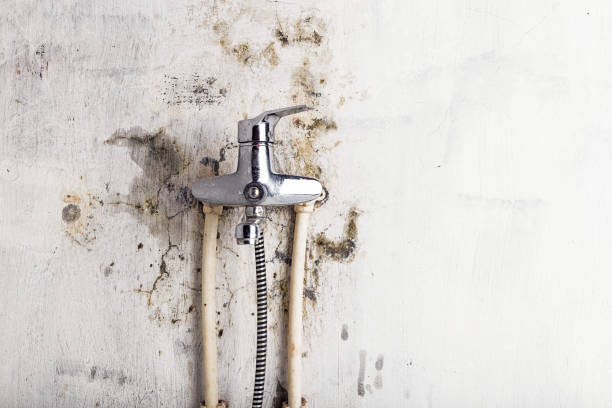 Best Affordable Mold Removal  in Randolph Af, TX