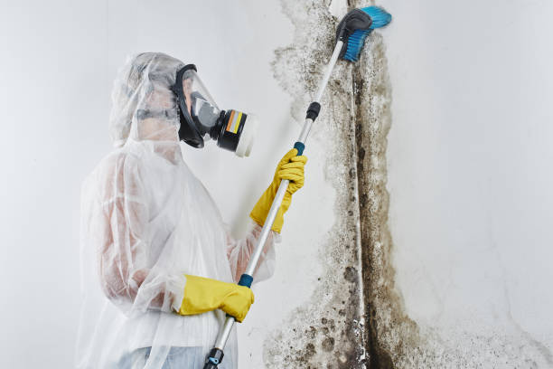Best Crawl Space Mold Removal  in Randolph Af, TX