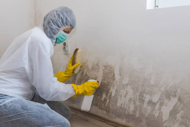 Attic Mold Removal in Randolph Af, TX