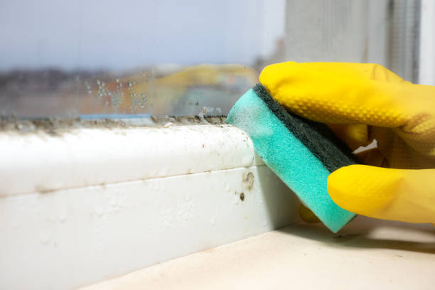 Best Certified Mold Removal  in Randolph Af, TX