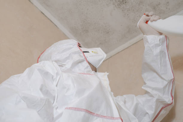 Best Same-Day Mold Removal  in Randolph Af, TX