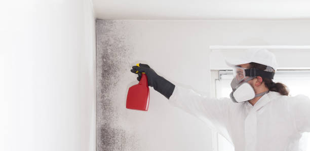 Professional Mold Removal in Randolph Af, TX