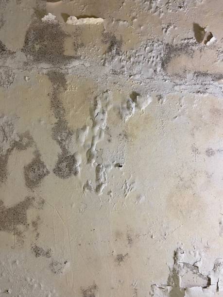 Best Commercial Mold Removal  in Randolph Af, TX