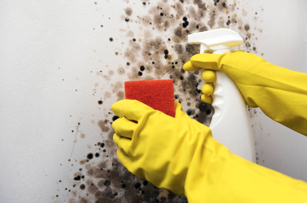 Best Mold Testing  in Randolph Af, TX