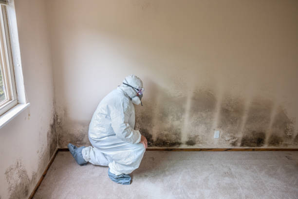 Best Emergency Mold Removal  in Randolph Af, TX