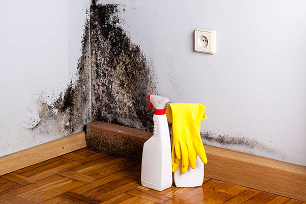 Best Home Mold Removal  in Randolph Af, TX