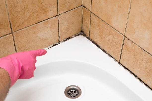 Best Black Mold Removal  in Randolph Af, TX