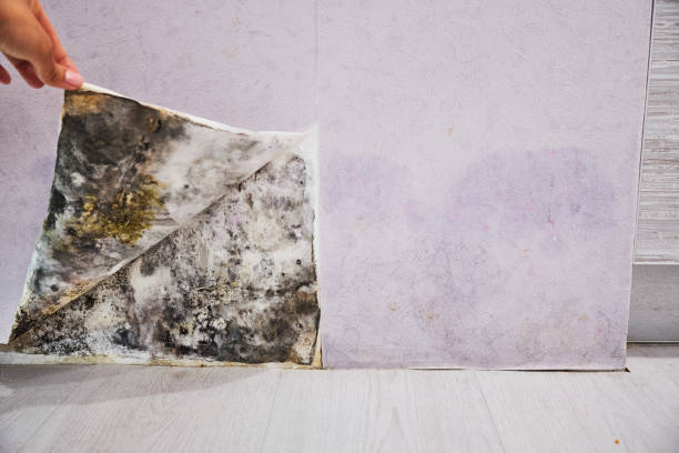 Trusted Randolph Af, TX Mold Removal Experts